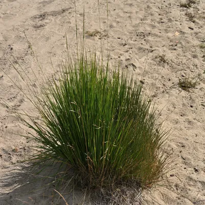 2025 07 27jul Wellerlooi OpdenHamer Zont NZ6III GK30 DSC 7170