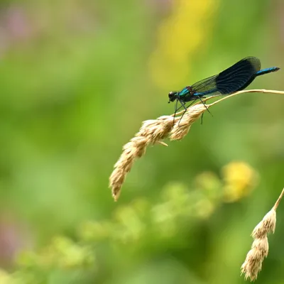 2025 07 27jul Wellerlooi OpdenHamer Zont NZ6III GK30 DSC 7344