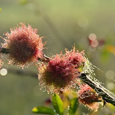 2025 09 28sep Weurt uiterwaard Zont GK DSC 9215 02