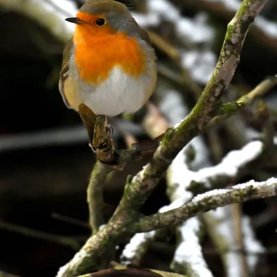 2025 11 23nov Oosterbeek Hemelsberg Ab 07