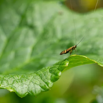 5250230 Verbeterd NR