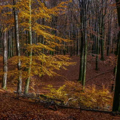 96347D4D 99BB 43A1 A867 67AA9D7A6BFD