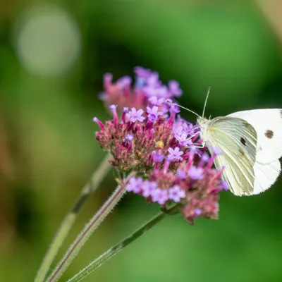 A68A02E6 DA1D 4C7D 9514 396A0F027425