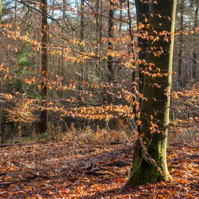 B7D03FFE CD6D 477D 801C 72887812C13E