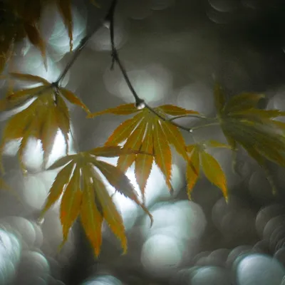 Belmonte Arboretum 2025.1