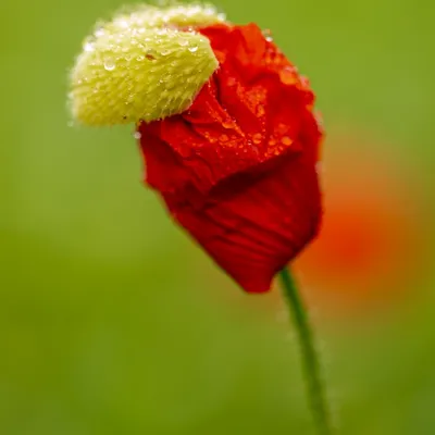 Belmonte Arboretum 4737