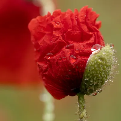 Belmonte Arboretum 4820