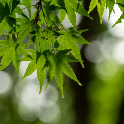 Belmonte Arboretum 4841