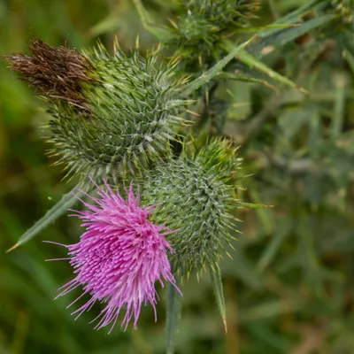 Binnenveldse Hooilanden 210724 Bennekom 48A0199