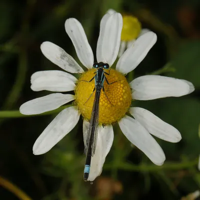 Binnenveldse Hooilanden 210724 Bennekom 48A0247