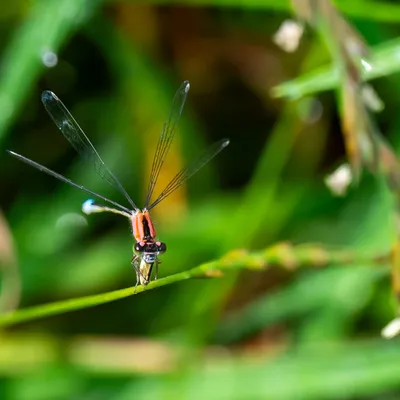 Binnenveldse Hooilanden Bennekom 3606