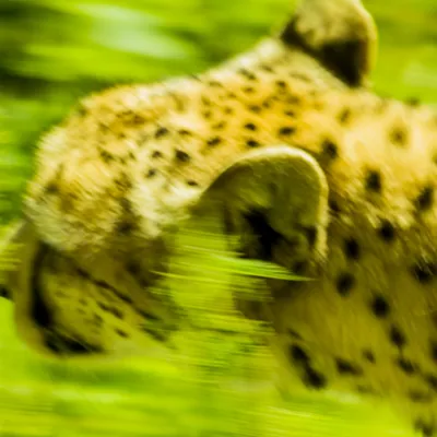 burgers zoo 230619 arnhem mg 6758 1