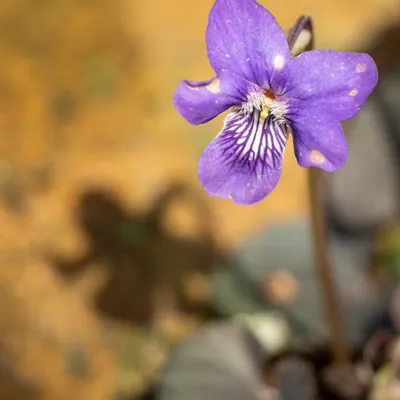 DB1CB112 367E 4C91 AC33 3ACDBB65A7F5