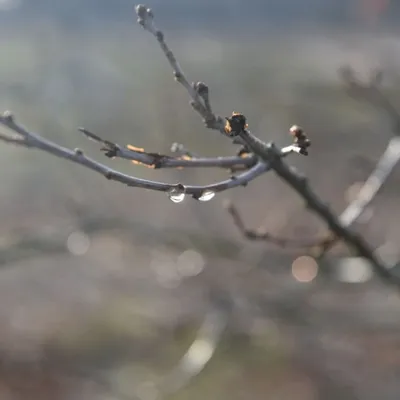 DSC 0180 HatertseVennen006a