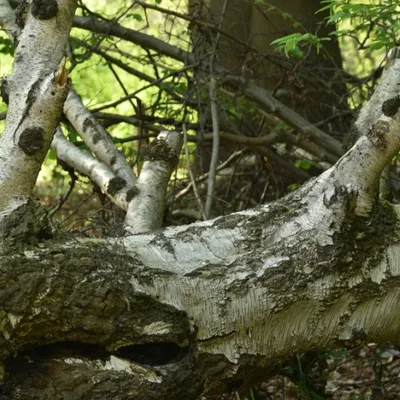 DSC 1209 ElyzeeseVelden Nijmegen 002