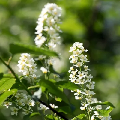 DSC 1243 ElyzeeseVeldenNijmegen0042 22apr2018 gew01a05