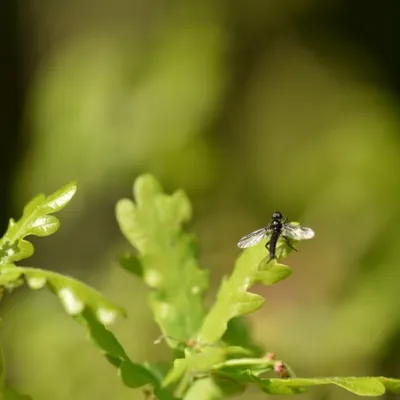 DSC 1244 ElyzeeseVelden Nijmegen 007