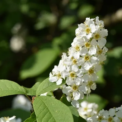 DSC 1246 ElyzeeseVelden Nijmegen 008