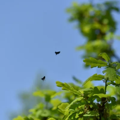 DSC 1250 ElyzeeseVelden Nijmegen 009