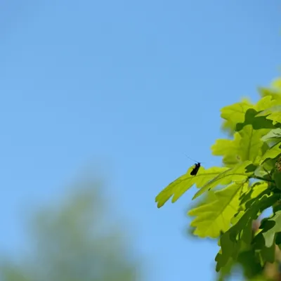 DSC 1251 ElyzeeseVeldenNijmegen0050 22apr2018 gew01a06