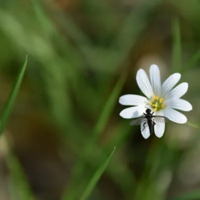 DSC 1269 ElyzeeseVelden Nijmegen 013