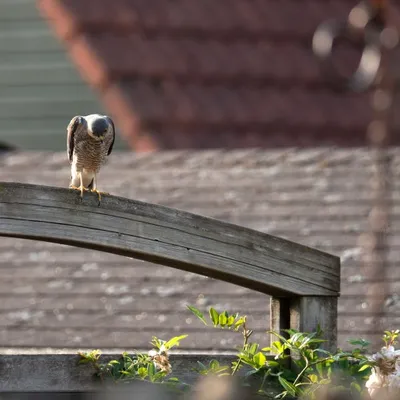 DSC 5178 gew03L01 uitsnede02 a01