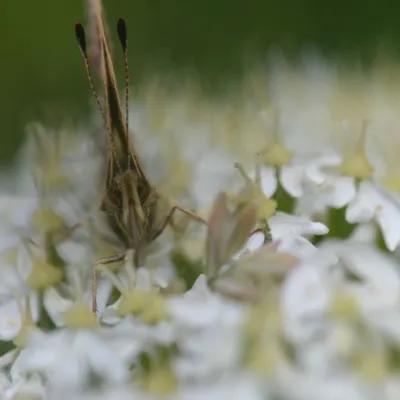 DSC 5606 kopi C3 ABren 2