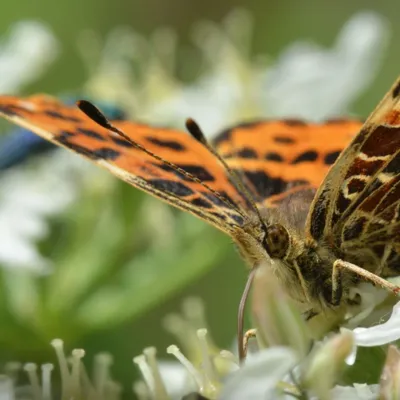 DSC 5617 kopi C3 ABren