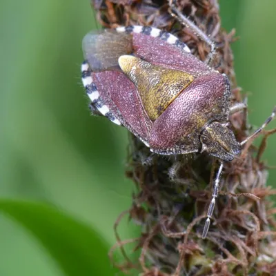 DSC 5625 kopi C3 ABren