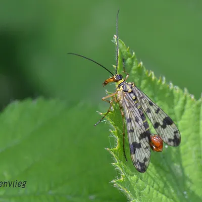 DSC 5635 kopi C3 ABren 2