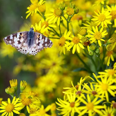 DSC 7099 gew01L04a crop