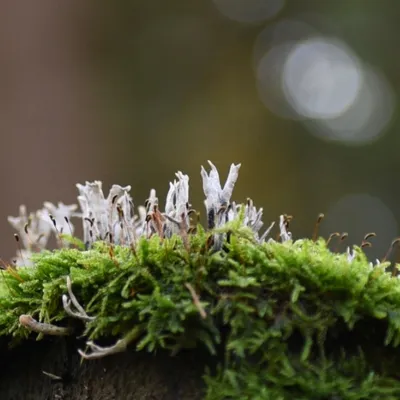 DSC 8616 kopi C3 ABren