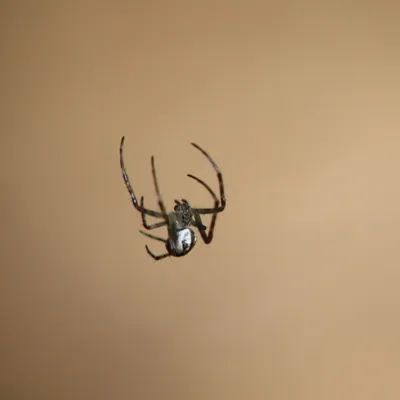 IMG 3069 spiderwoman