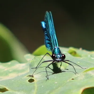 IMG 3118 weidebeekjuffer