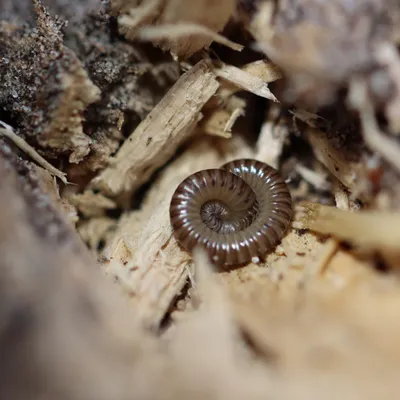 IMG 3147 opgerolde Brede kronkel