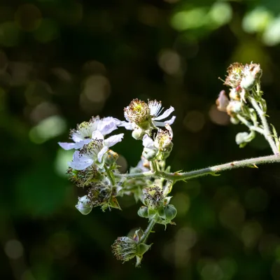 Ine 2024 06 23naamloos 14