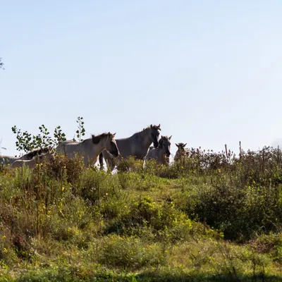 Ine 2025 09 28naamloos 55 scaled