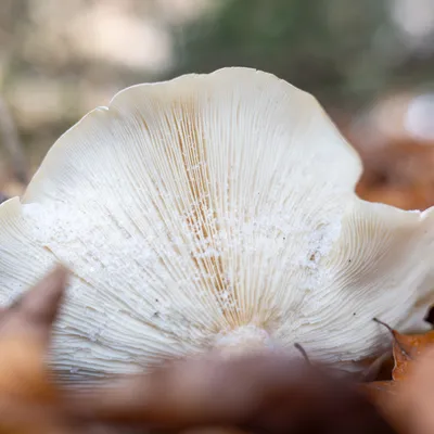 Ine 2025 11 23naamloos 109