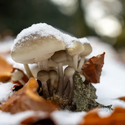 Ine 2025 11 23naamloos 115