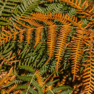 Inge Pfeil Belversven 4