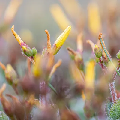 Inge Pfeil Belversven 5