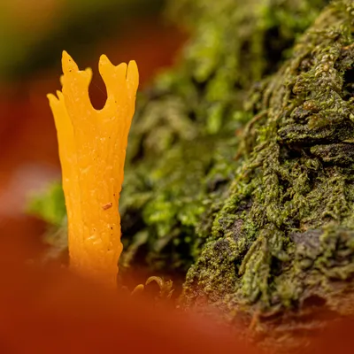 Inge Pfeil Residence Rhenen 2