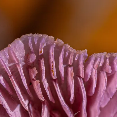 Inge Pfeil Residence Rhenen 3