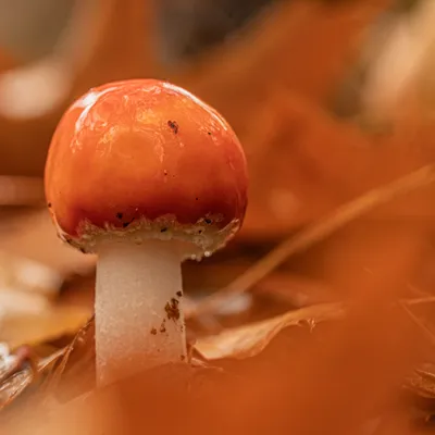 Inge Pfeil Residence Rhenen 6