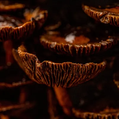 Inge Pfeil Residence Rhenen 7