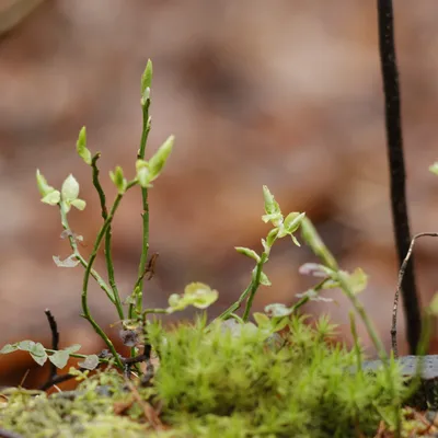 Kasteel Hoekelum 240324 Bennenkom 48A9427
