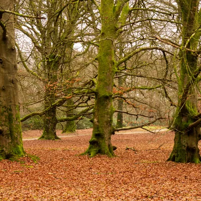 Kroondomein Apeldoorn 2375