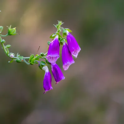 Landgoed Vrijland 8361