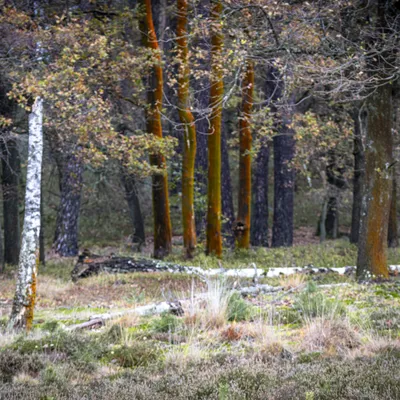 Loenermark 191123 Loenen 48A8995