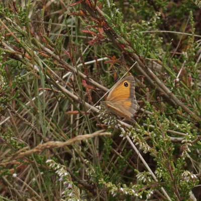 Maasduinen 270725 Wellerlooi 48A1286